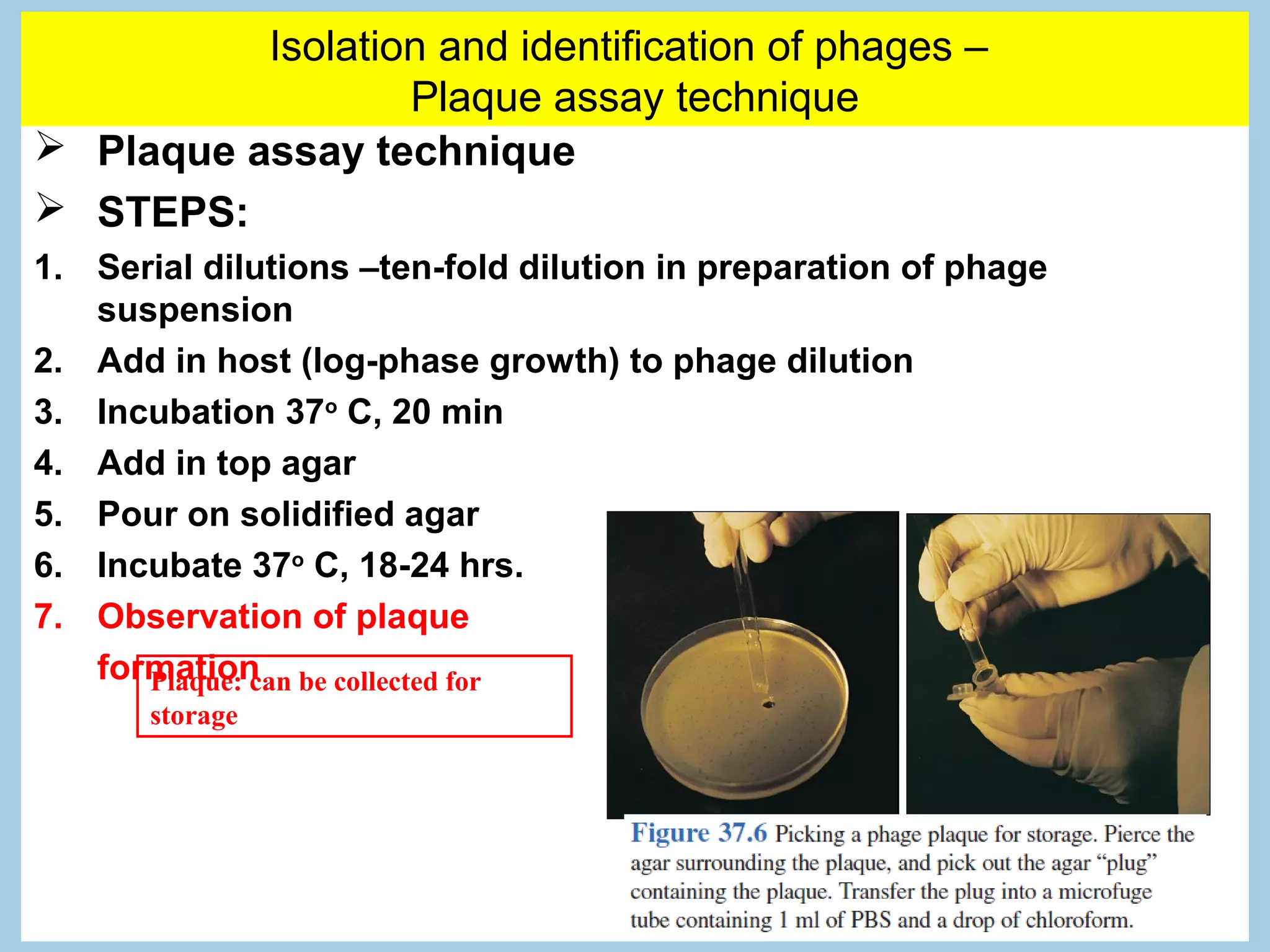 Isolation and identification of phages –
                  Plaque assay technique
 Plaque assay technique
 STEPS:
1. Serial dilutions –ten-fold dilution in preparation of phage
   suspension
2. Add in host (log-phase growth) to phage dilution
3. Incubation 37o C, 20 min
4. Add in top agar
5. Pour on solidified agar
6. Incubate 37o C, 18-24 hrs.
7. Observation of plaque
   formation be collected for
      Plaque: can
       storage
 