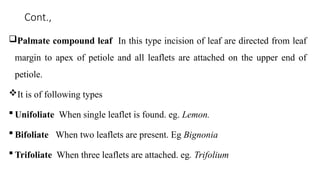 Leaf Incision Model Comprehensive Study of Leaf Morphology, Anatomy, and Flower ...