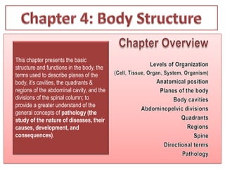 Chapter 4: Body Structure Chapter Overview Levels of Organization 		(Cell, Tissue, Organ, System, Organism) Anatomical position Planes of the body 	Body cavities Abdominopelvic divisions 	Quadrants 	Regions 	Spine 	Directional terms 		Pathology This chapter presents the basic structure and functions in the body, the terms used to describe planes of the body, it’s cavities, the quadrants & regions of the abdominal cavity, and the divisions of the spinal column; to provide a greater understand of the general concepts of pathology (thestudy of the nature of diseases, their causes, development, and consequences). 