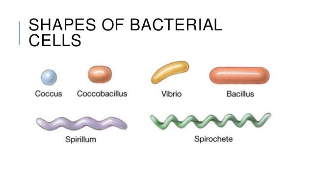 Prokaryotic and Eukaryotic Cells