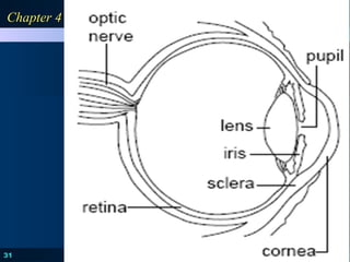 HOLT, RINEHART AND WINSTON
PPSYCHOLOGYSYCHOLOGY
PRINCIPLES IN PRACTICE
31
Chapter 4Chapter 4
 