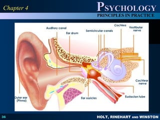 HOLT, RINEHART AND WINSTON
PPSYCHOLOGYSYCHOLOGY
PRINCIPLES IN PRACTICE
36
Chapter 4Chapter 4
 
