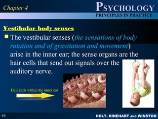 HOLT, RINEHART AND WINSTON
PPSYCHOLOGYSYCHOLOGY
PRINCIPLES IN PRACTICE
Vestibular body senses
 The vestibular senses (the sensations of body
rotation and of gravitation and movement)
arise in the inner ear; the sense organs are the
hair cells that send out signals over the
auditory nerve.
43
Chapter 4Chapter 4
Hair cells within the inner ear
 