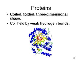 Proteins Coiled ,  folded ,  three-dimensional  shape. Coil held by  weak hydrogen bonds . 