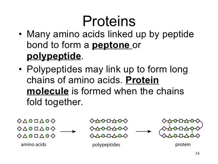 Chapter 4 nutrition 2011