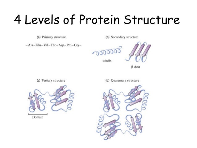 Chapter 4 (part 1) protein structure introduction- 2nd structure