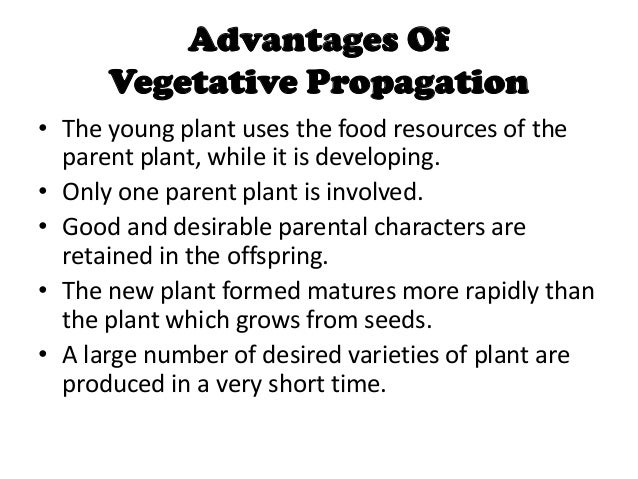 What are the advantages of asexual reproduction photo 616