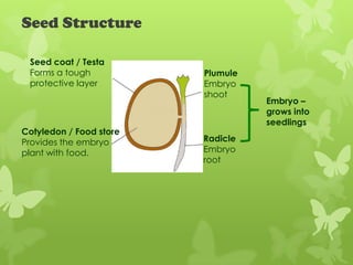 Seed Structure

 Seed coat / Testa
 Forms a tough           Plumule
 protective layer        Embryo
                         shoot
                                   Embryo –
                                   grows into
                                   seedlings
Cotyledon / Food store
Provides the embryo      Radicle
plant with food.         Embryo
                         root
 