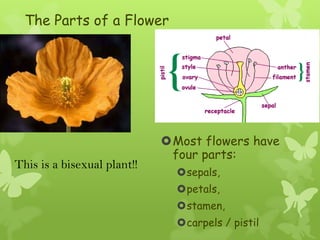 The Parts of a Flower




                             Most flowers have
                              four parts:
This is a bisexual plant!!
                               sepals,
                               petals,
                               stamen,
                               carpels / pistil
 