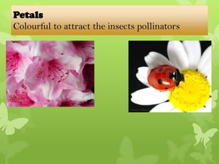 Petals
Colourful to attract the insects pollinators
 