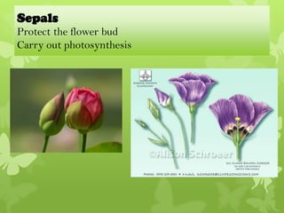 Sepals
Protect the flower bud
Carry out photosynthesis
 
