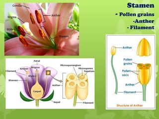 Stamen
- Pollen grains
       -Anther
    - Filament
 