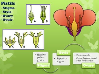 Pistils
- Stigma
- Style
- Ovary
- Ovule




           • Receive
                           Style
                                    • Protect ovule
             pollen    • Supports   • Ovule becomes seed
             grains      stigma       after fertilization

             Stigma                         Ovary
 