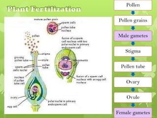 Pollen

 Pollen grains

Male gametes

    Stigma

  Pollen tube

    Ovary

    Ovule

Female gametes
 