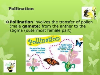Pollination

Pollination involves the transfer of pollen
 (male gamete) from the anther to the
 stigma (outermost female part)
 