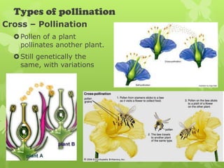 Types of pollination
Cross – Pollination
   Pollen of a plant
    pollinates another plant.
   Still genetically the
    same, with variations
 