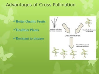 Advantages of Cross Pollination


   Better Quality Fruits

   Healthier Plants

   Resistant to disease
 