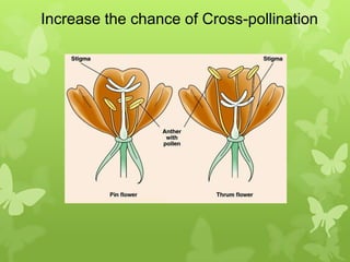 Increase the chance of Cross-pollination
 