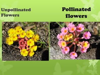 Unpollinated   Pollinated
Flowers         flowers
 