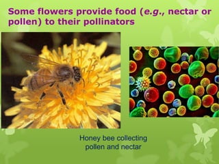 Some flowers provide food (e.g., nectar or
pollen) to their pollinators




              Honey bee collecting
               pollen and nectar
 