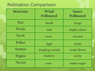 Pollination Comparison
  Structure      Wind              Insect
               Pollinated        Pollinated
    Size           Small            Large
   Petals           dull         bright colour
    Scent          none            scented
   Pollen          light            sticky
   Stamen     dangling outside   inside flower
   Stigma         feathery          sticky

   Nectar          none          makes sugar
 