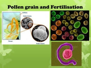 Pollen grain and Fertilisation
 