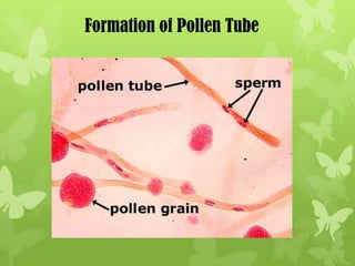 Formation of Pollen Tube
 