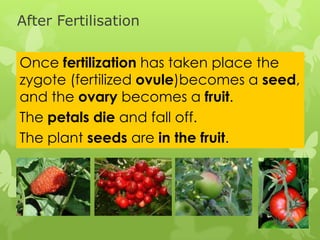 After Fertilisation

Once fertilization has taken place the
zygote (fertilized ovule)becomes a seed,
and the ovary becomes a fruit.
The petals die and fall off.
The plant seeds are in the fruit.
 