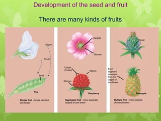 Development of the seed and fruit

                    There are many kinds of fruits

                                                                Carpels
                                                                                                       Flower

                            Stigma



                                                                 Stamen

                           Ovule


                                     Carpel
                                                                          Each
                                     (fruitlet)              Stigma       segment
                                                                          develops
                    Seed
                                                                          from the
                                                                          carpel of
                                     Stamen
                                                                          one flower



              Pea
                                                            Raspberry                                Pineapple


Simple fruit - single carpel of       Aggregate fruit - many separate          Multiple fruit - many carpels
one flower                            carpels of one flower                    of many flowers
 
