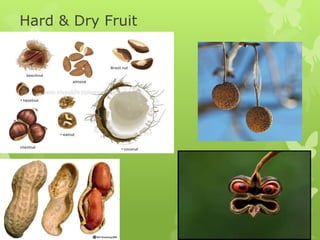 Hard & Dry Fruit
 