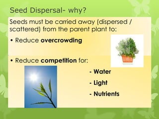 Seed Dispersal- why?
Seeds must be carried away (dispersed /
scattered) from the parent plant to:
• Reduce overcrowding


• Reduce competition for:
                            - Water
                            - Light
                            - Nutrients
 