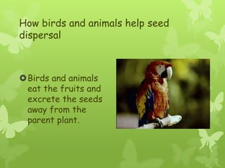 How birds and animals help seed
dispersal



Birds and animals
 eat the fruits and
 excrete the seeds
 away from the
 parent plant.
 