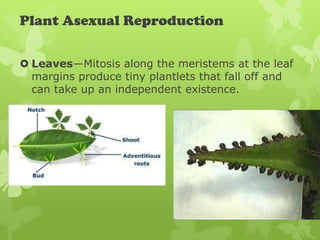 Plant Asexual Reproduction

 Leaves—Mitosis along the meristems at the leaf
  margins produce tiny plantlets that fall off and
  can take up an independent existence.
 