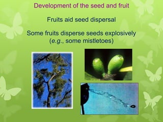 Development of the seed and fruit

       Fruits aid seed dispersal

Some fruits disperse seeds explosively
       (e.g., some mistletoes)
 
