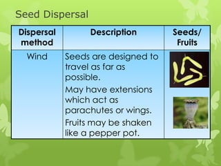 Seed Dispersal
Dispersal        Description        Seeds/
method                               Fruits
  Wind      Seeds are designed to
            travel as far as
            possible.
            May have extensions
            which act as
            parachutes or wings.
            Fruits may be shaken
            like a pepper pot.
 