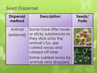 Seed Dispersal
 Dispersal        Description         Seeds/
 method                                Fruits

  Animal    Some have little hooks
 (external) or sticky substances so
            they stick onto the
            animal’s fur, are
            carried away and
            rubbed off later.
            Some carried away by
            animals and dropped.
 