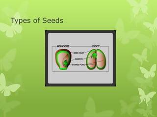 Types of Seeds
 