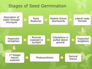 Stages of Seed Germination

Absorption of
                   Testa         Radicle Grows         Lateral roots
water through
                  Ruptures        downwards               formed
 micropyle




                   Plumule         Cotyledons is
   Hypocotyl                                                Hypocotyl
                  exposed to       pulled above
   straighten                                               lengthens
                   sunlight           ground




    1st foliage
                                                   Second
      leaves          Photosynthesis
                                                   leaves
     exposed
 