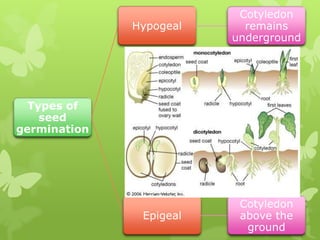 Cotyledon
              Hypogeal     remains
                         underground




  Types of
    seed
germination




                          Cotyledon
               Epigeal    above the
                           ground
 