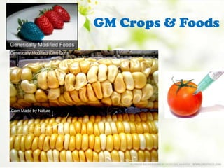 GM Crops & Foods
 