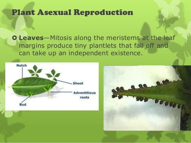 Form 3 PMR Science Chapter 4 Plant Reproduction