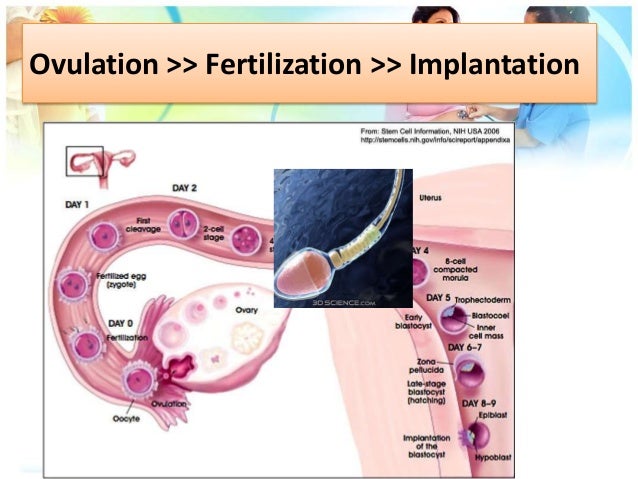 Form 3 Pmr Science Chapter 4 Pregnancy