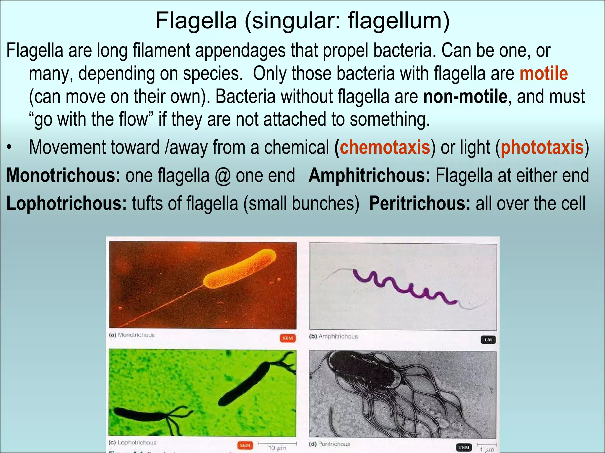 Flagella (singular: flagellum) Flagella are long filament appendages that propel bacteria. Can be one, or many, depending on species.  Only those bacteria with flagella are  motile  (can move on their own). Bacteria without flagella are  non-motile , and must “go with the flow” if they are not attached to something. Movement toward /away from a chemical  ( chemotaxis ) or light ( phototaxis )  Monotrichous:  one flagella @ one end   Amphitrichous:  Flagella at either end Lophotrichous:  tufts of flagella (small bunches) Peritrichous:  all over the cell 