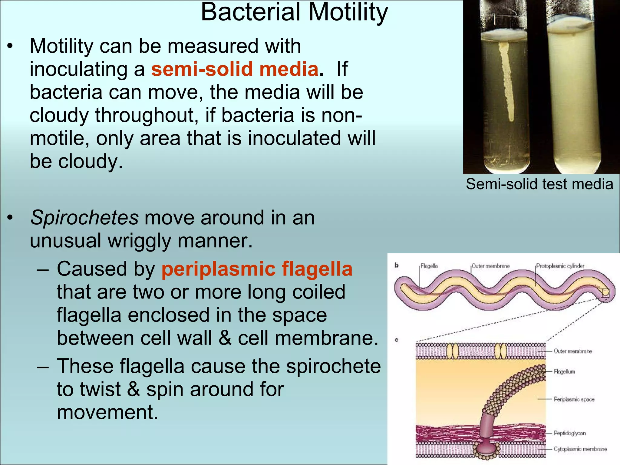 Bacterial Motility Motility can be measured with inoculating a  semi-solid media .   If bacteria can move, the media will be cloudy throughout, if bacteria is non-motile, only area that is inoculated will be cloudy. Spirochetes  move around in an unusual wriggly manner.  Caused by  periplasmic flagella  that are two or more long coiled flagella enclosed in the space between cell wall & cell membrane. These flagella cause the spirochete to twist & spin around for movement. Semi-solid test media 
