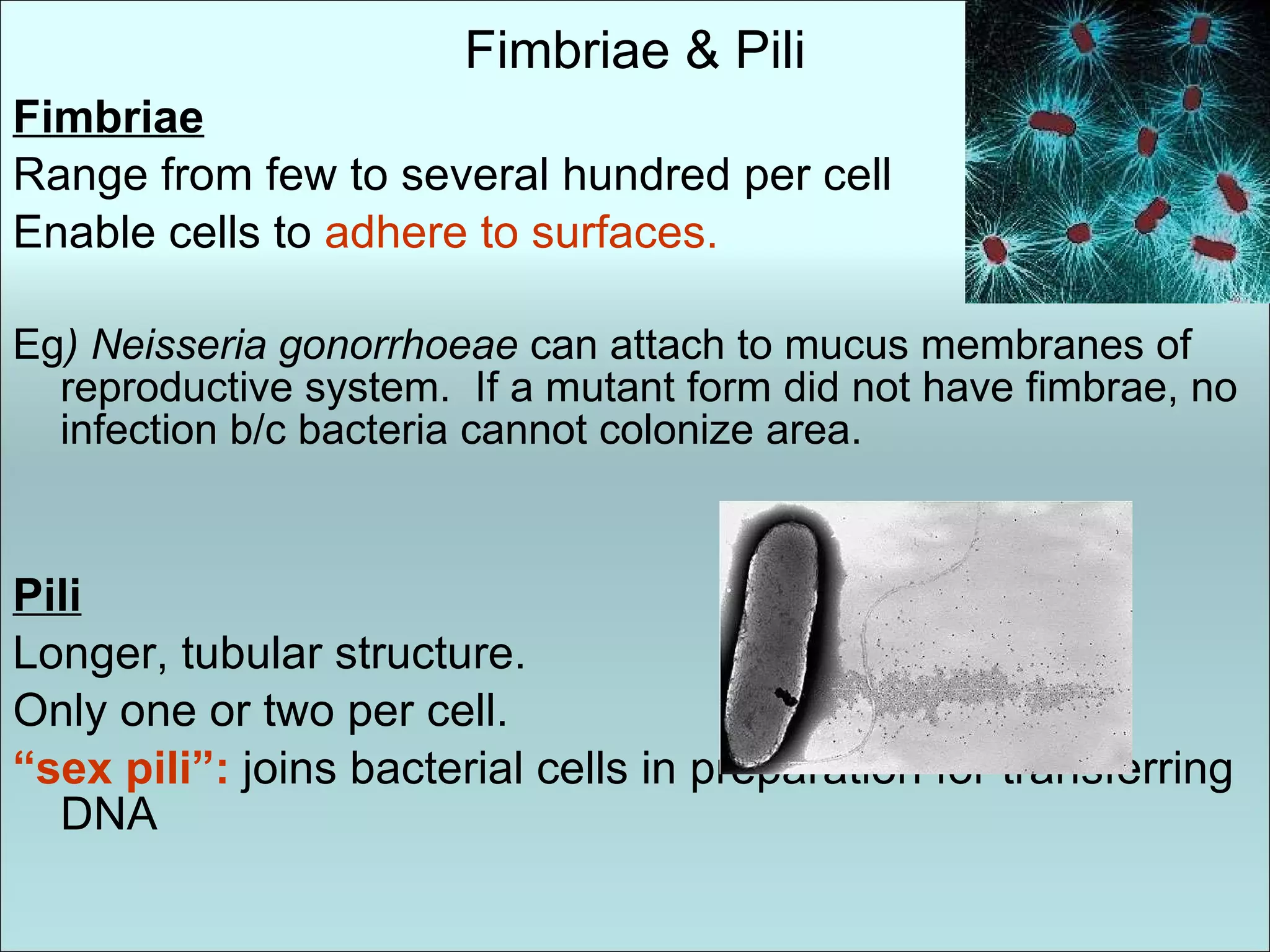 Fimbriae & Pili Fimbriae Range from few to several hundred per cell Enable cells to  adhere to surfaces. Eg ) Neisseria gonorrhoeae  can attach to mucus membranes of reproductive system.  If a mutant form did not have fimbrae, no infection b/c bacteria cannot colonize area. Pili Longer, tubular structure. Only one or two per cell. “ sex pili”:  joins bacterial cells in preparation for transferring DNA 