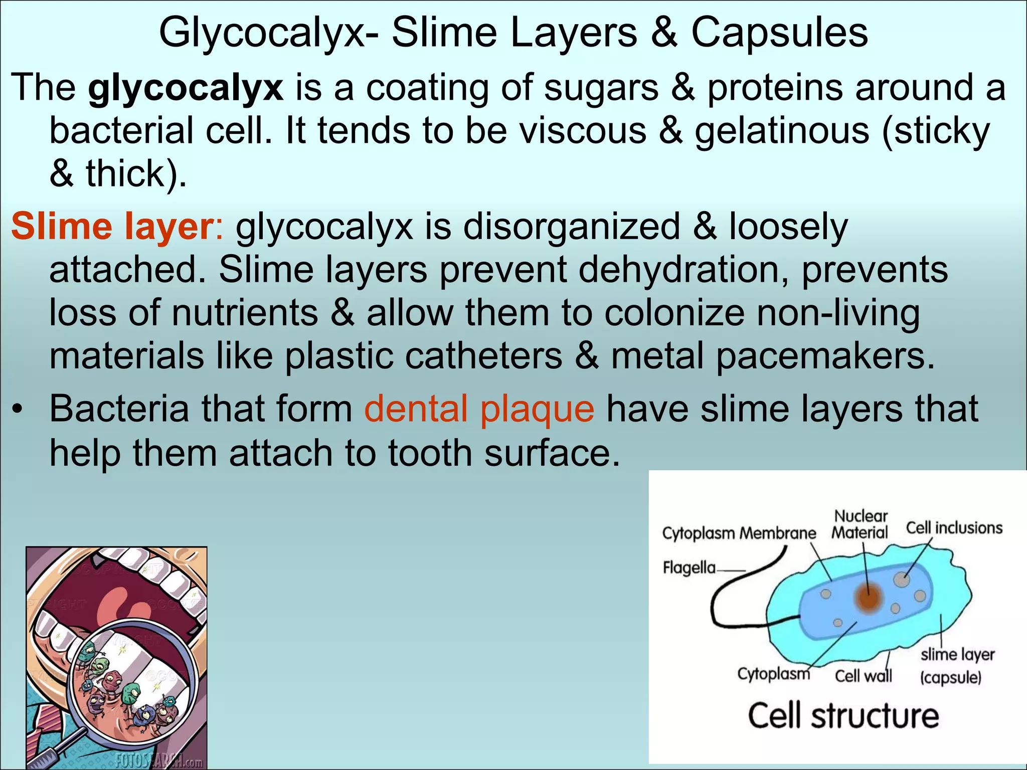 Glycocalyx- Slime Layers & Capsules The  glycocalyx  is a coating of sugars & proteins around a bacterial cell. It tends to be viscous & gelatinous (sticky & thick).  Slime layer :  glycocalyx is disorganized & loosely attached. Slime layers prevent dehydration, prevents loss of nutrients & allow them to colonize non-living materials like plastic catheters & metal pacemakers. Bacteria that form  dental plaque  have slime layers that help them attach to tooth surface . 