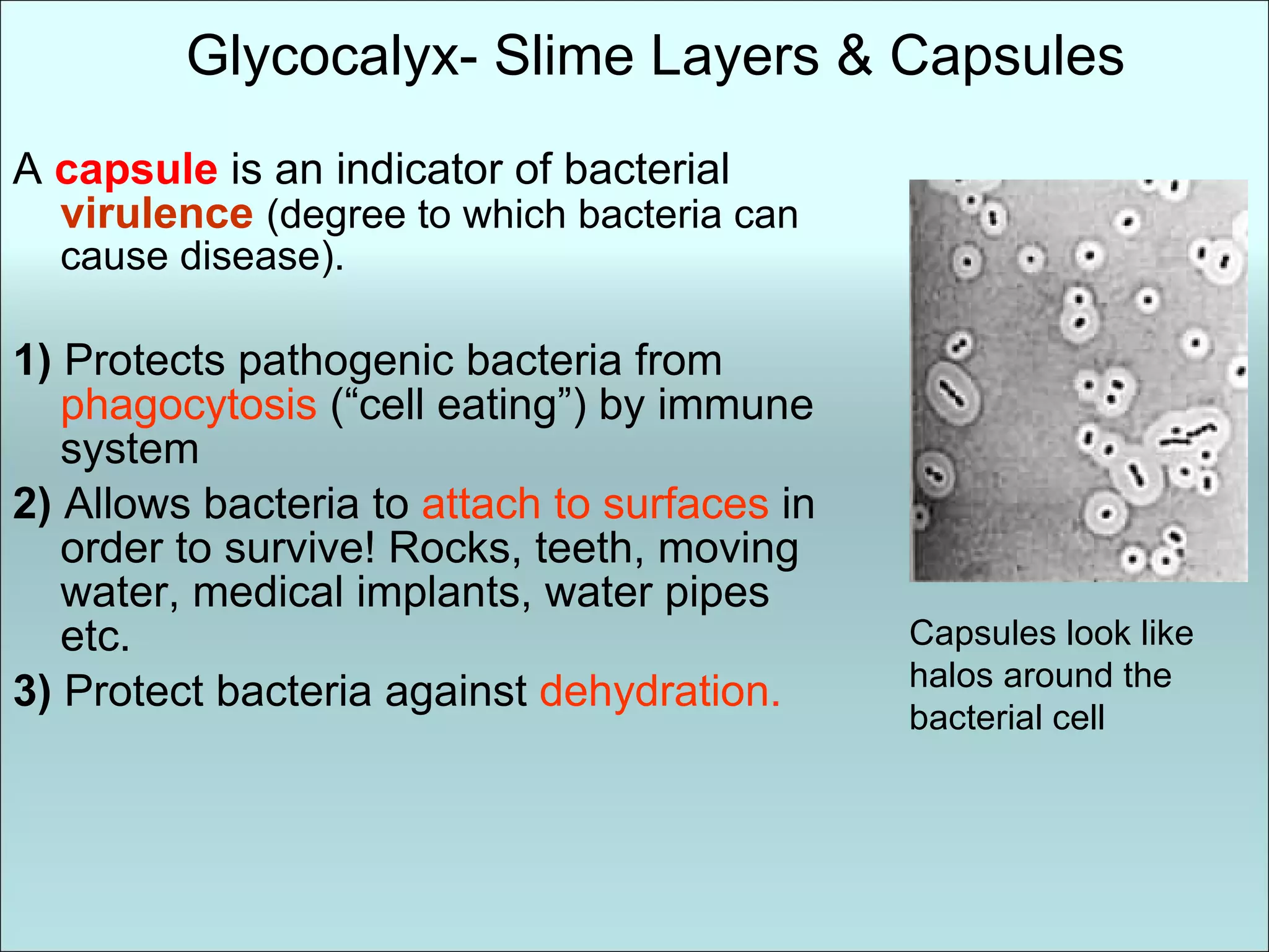 Glycocalyx- Slime Layers & Capsules A   capsule  is an indicator of bacterial  virulence   (degree to which bacteria can cause disease). 1)   Protects pathogenic bacteria from  phagocytosis  (“cell eating”) by immune system 2)  Allows bacteria to  attach to surfaces  in order to survive! Rocks, teeth, moving water, medical implants, water pipes etc. 3)  Protect bacteria against  dehydration. Capsules look like halos around the  bacterial cell 