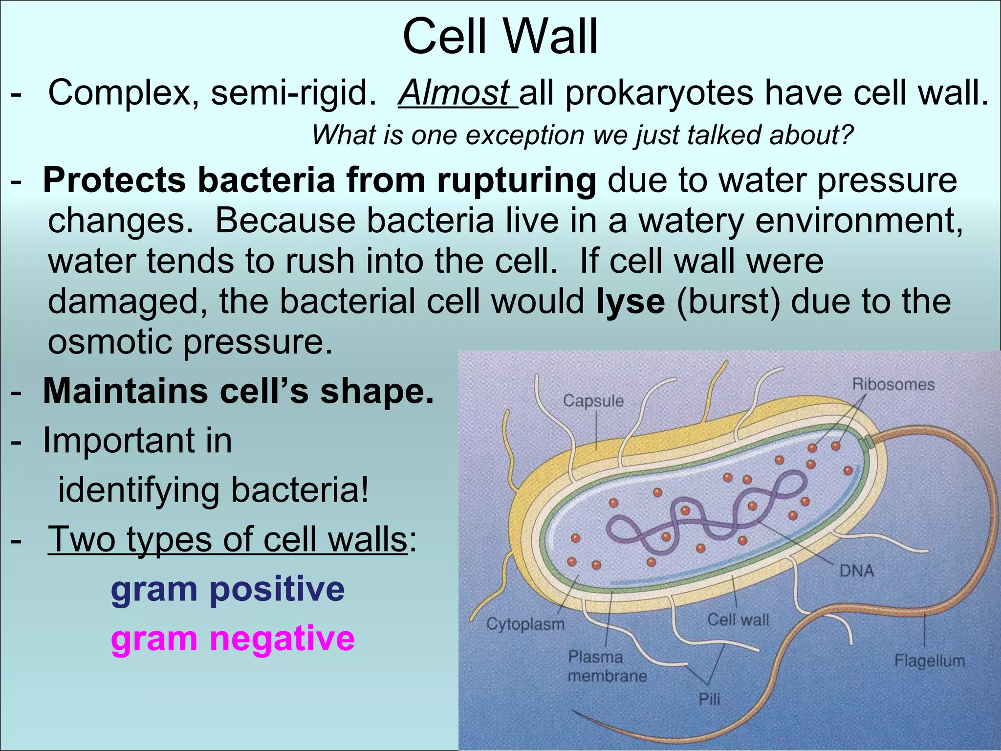 Cell Wall Complex, semi-rigid.  Almost   all prokaryotes have cell wall. What is one exception we just talked about? -  Protects bacteria from rupturing  due to water pressure changes.  Because bacteria live in a watery environment, water tends to rush into the cell.  If cell wall were damaged, the bacterial cell would  lyse  (burst) due to the osmotic pressure. -  Maintains cell’s shape.  -  Important in   identifying bacteria! Two types of cell walls :  gram positive    gram negative 
