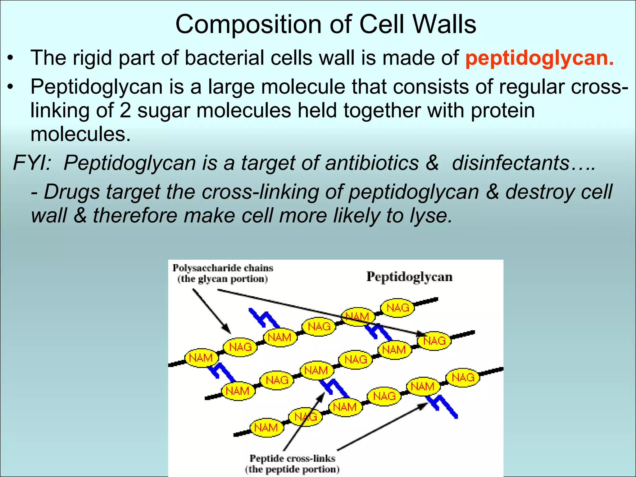 Composition of Cell Walls The rigid part of bacterial cells wall is made of  peptidoglycan. Peptidoglycan is a large molecule that consists of regular cross-linking of 2 sugar molecules held together with protein molecules. FYI:  Peptidoglycan is a target of antibiotics &  disinfectants…. - Drugs target the cross-linking of peptidoglycan & destroy cell wall & therefore make cell more likely to lyse. 