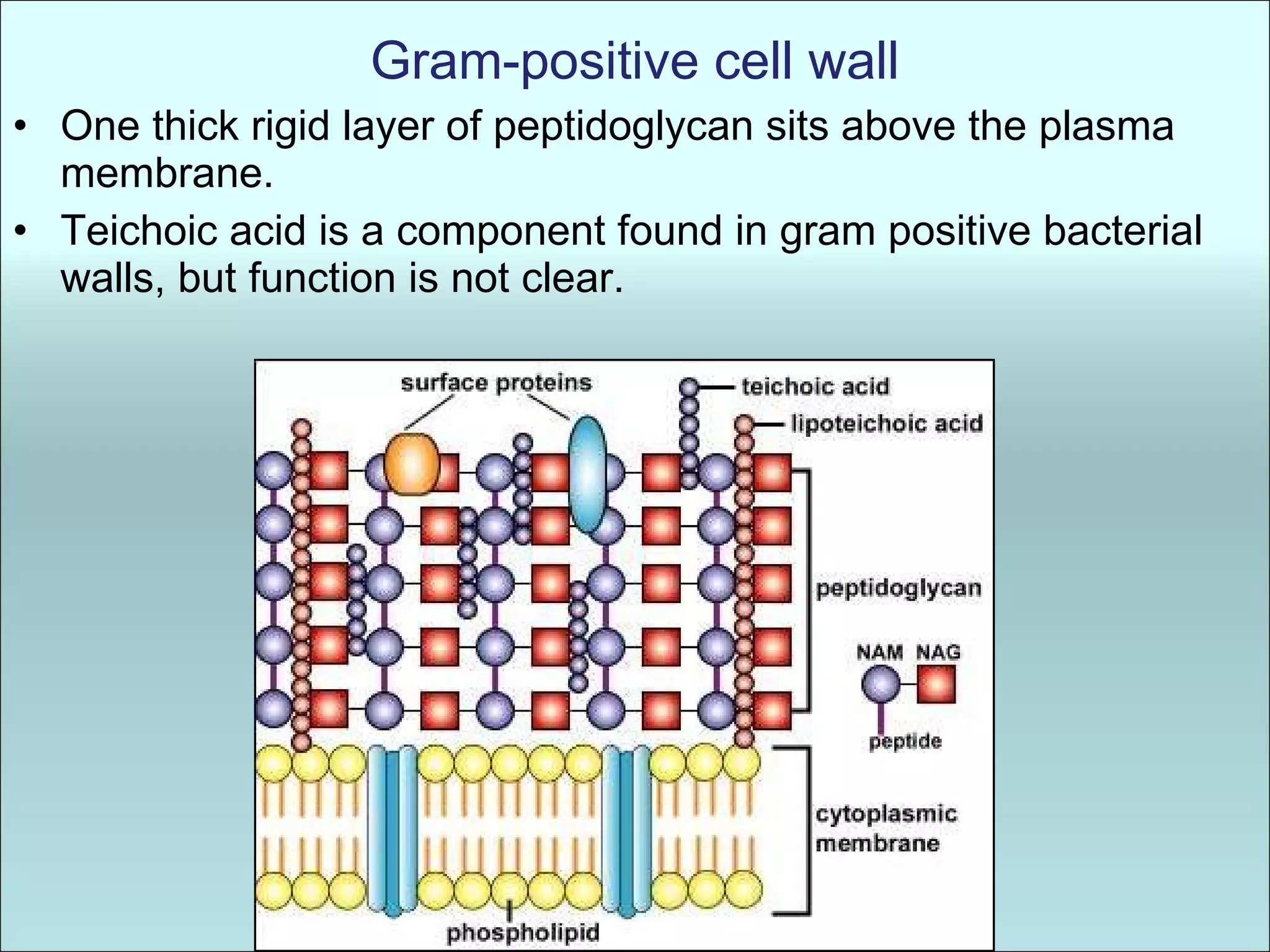 Gram-positive cell wall One thick rigid layer of peptidoglycan sits above the plasma membrane.  Teichoic acid is a component found in gram positive bacterial walls, but function is not clear. 